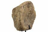 Fossil Hadrosaur Vertebra Centrum w/ Metal Stand - South Dakota #339918-1